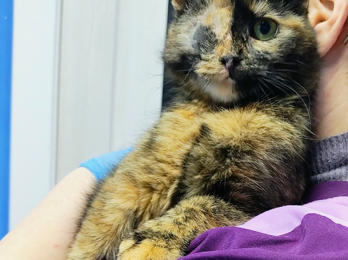 Фото: Альянс Защитников Животных - Тула