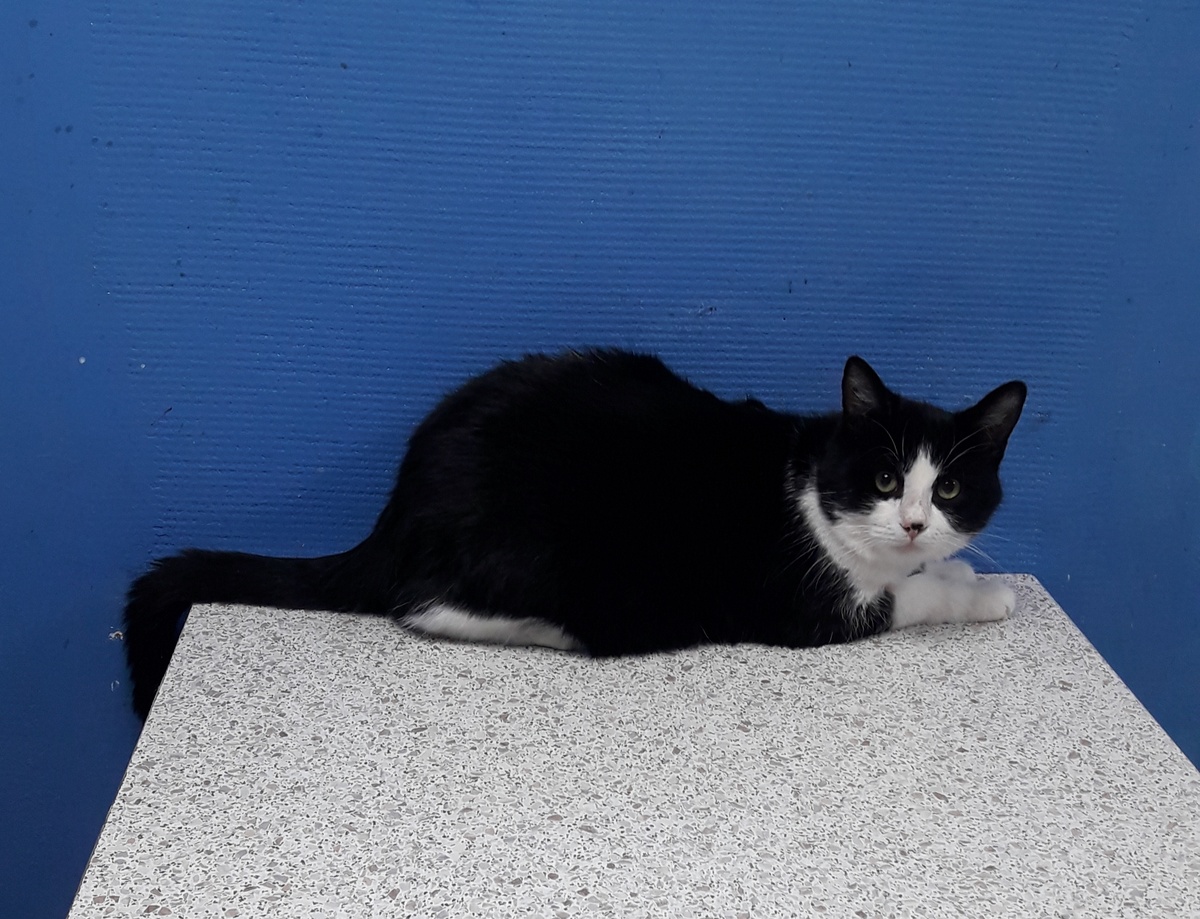 Фото: Альянс Защитников Животных - Тула