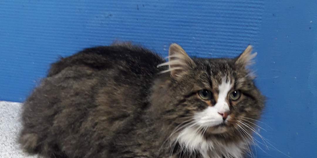 В Туле прооперировали более 20 бездомных кошек на средства, собранные неравнодушными людьми на платформе «Зов природы»