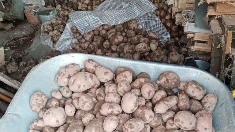 160 ведер с 4 соток — результат исправления трех ошибок посадки