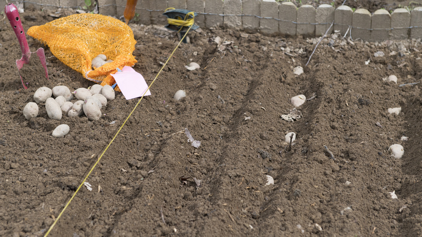 Посадка картофеля