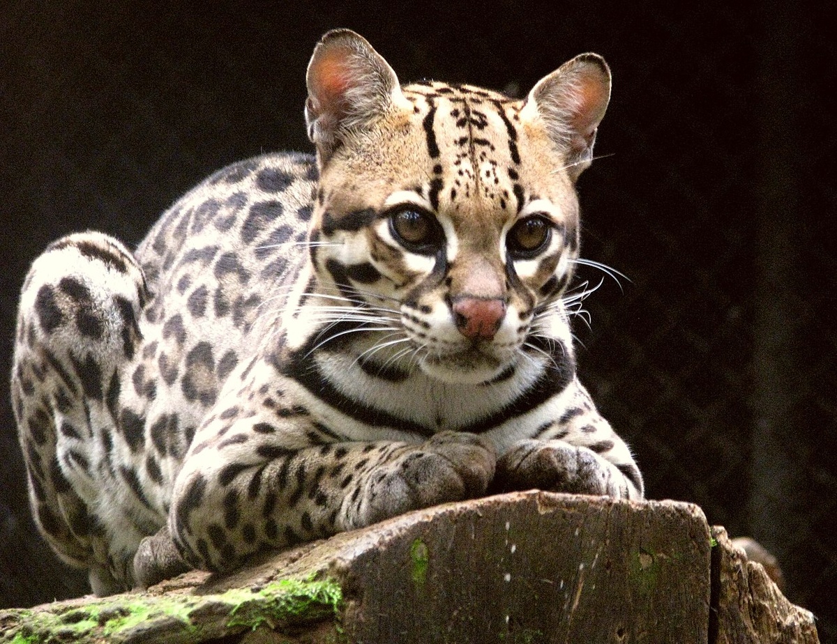 Изображение взято с сайта https://upload.wikimedia.org/wikipedia/commons/thumb/f/f7/Ocelot_%28Leopardus_pardalis%29-8.jpg/1280px-Ocelot_%28Leopardus_pardalis%29-8.jpg