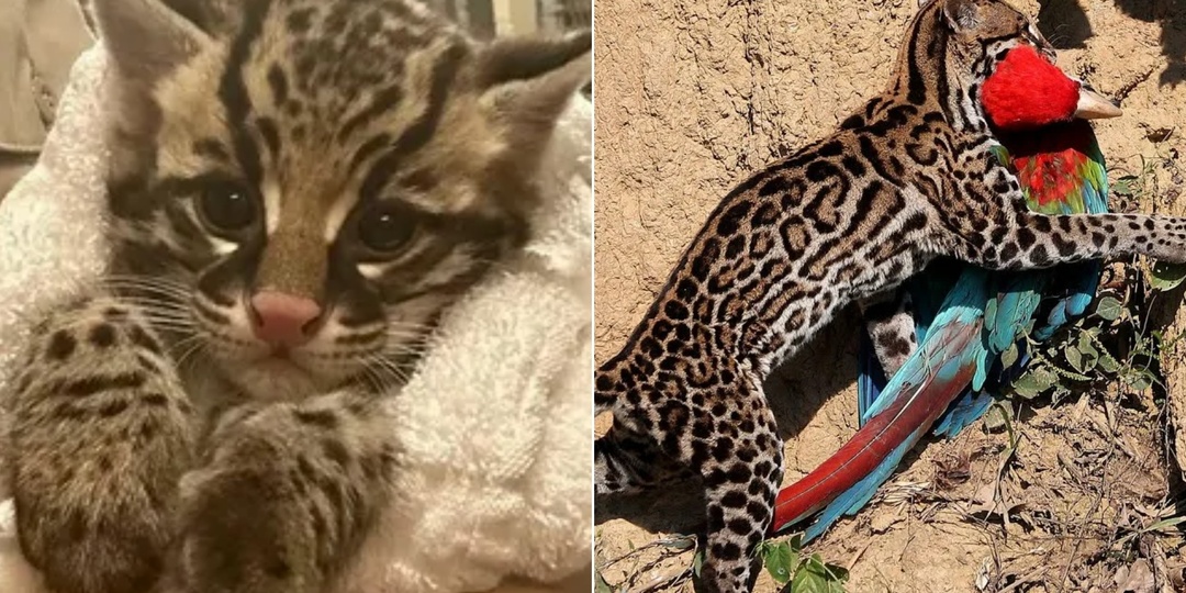 Кошка, которую создали боги: в чем секрет самого красивого хищника Америки?