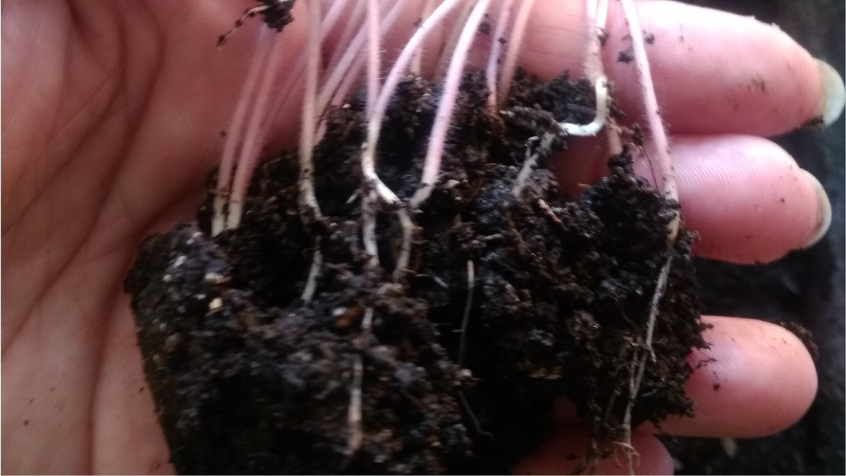 Вот так выглядит правильно извлеченная рассада томатов — корни остались целыми