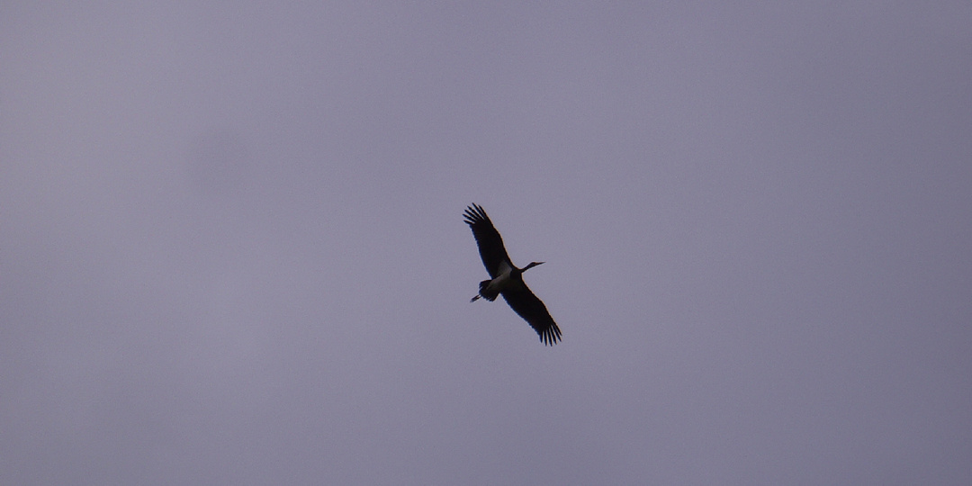 О нашей работе, черных аистах и проекте