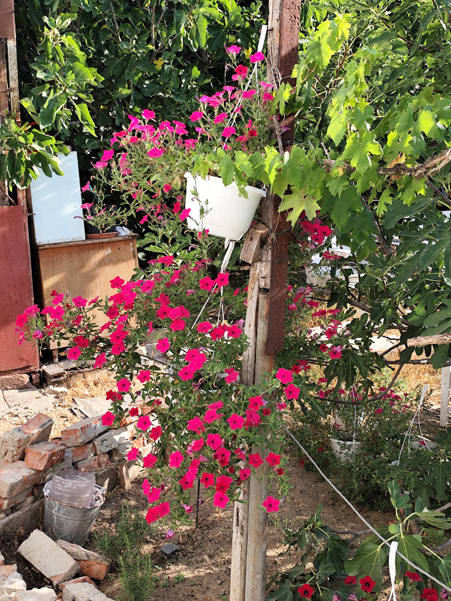 Попытки спасти петунию от жары лета 2025 в тени деревьев