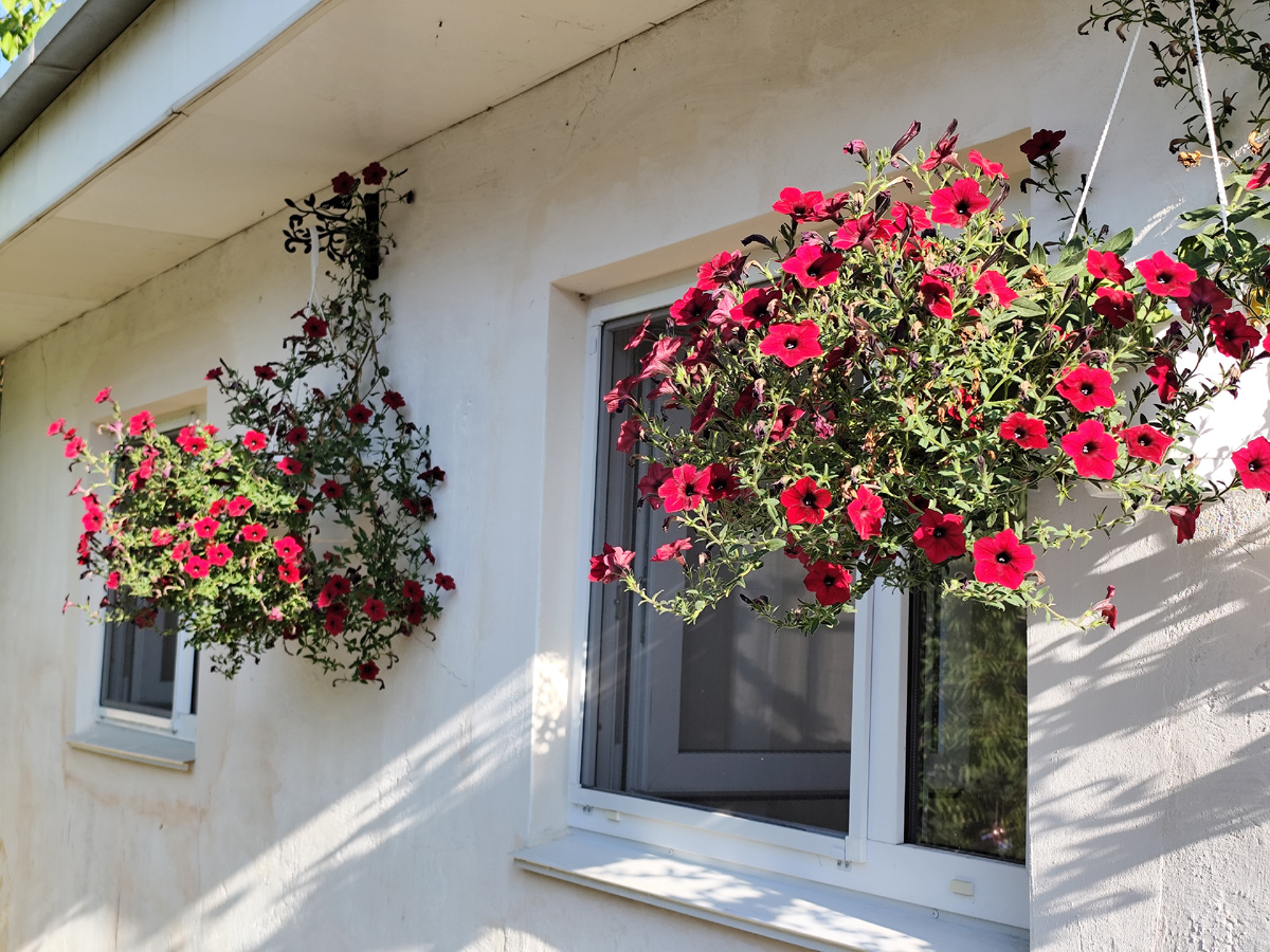 Петуния Ред вейв Тайдал в 3х литровых кашпо