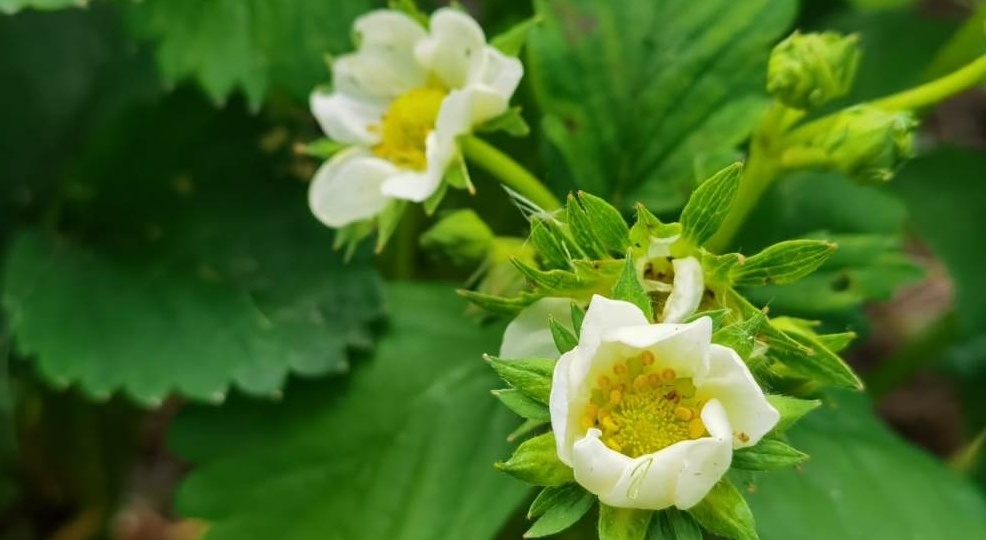 Забыл про мочевину весной. Клубника зацвела на 2 недели раньше от нашатыря