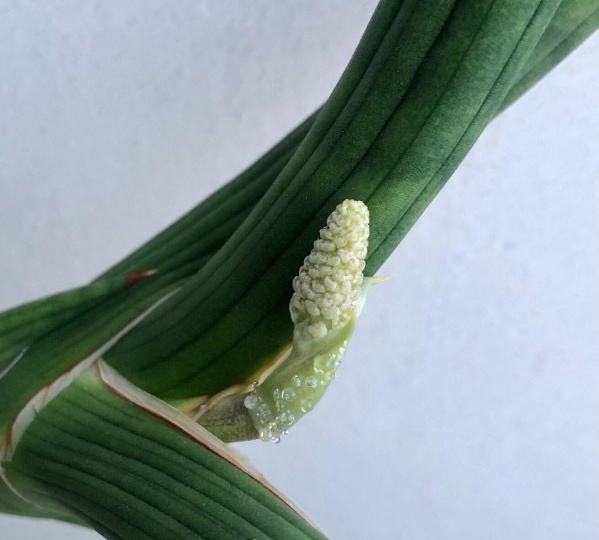 Цветение сансевиерии — не всегда повод для радости