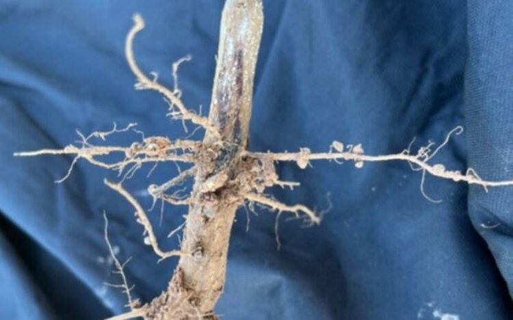    Фото: Richard Rush, LSU AgCenter