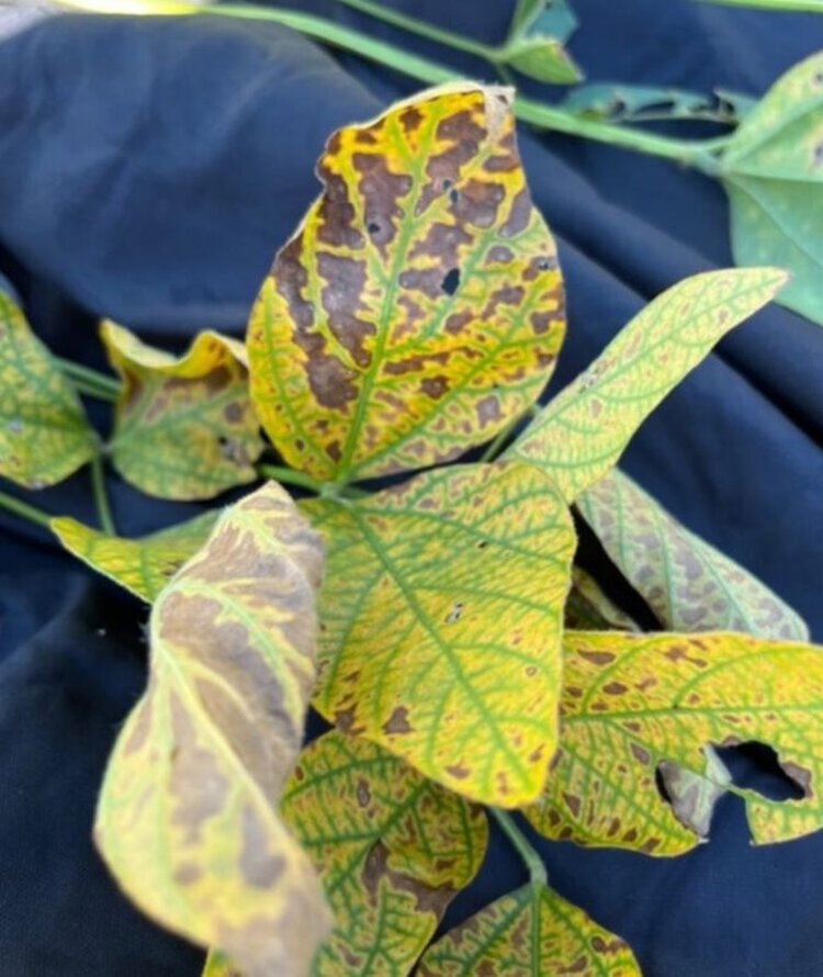 На листьях сои наблюдаются межжилковый хлороз и некроз, характерные для увядания стержневого корня. Автор фото: Ричард Раш.📷    Разработка бактериальных инокулянтов для сои против «пальцев мертвеца» актуальна с изменением климата
