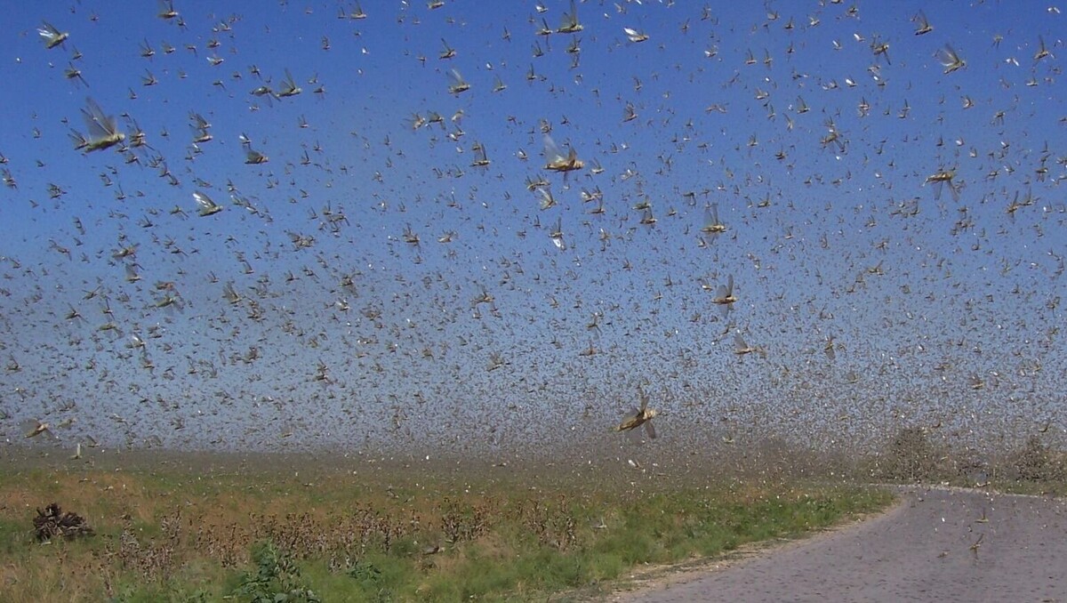    Почему в Ставропольском крае может повыситься численность саранчи?   Петр Бобровничий, по лицензии СС / ru.wikipedia.org
