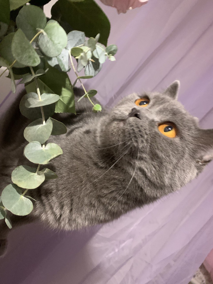 А вот и Пух, собственной персоной с еще целыми розами.