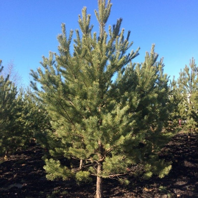 Сосна обыкновенная