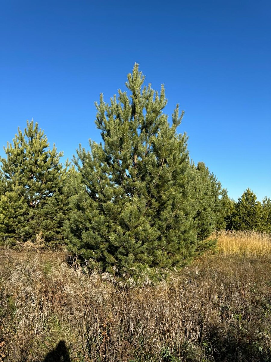 Сосна обыкновенная