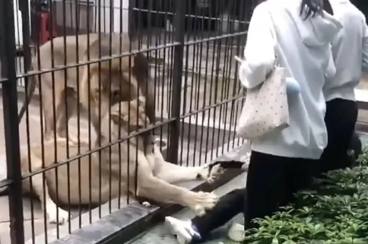    Появились жуткие кадры нападения льва на 10-летнюю девочку в зоопарке Китая