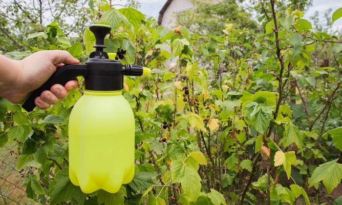    Биолог предупредила о возможном нашествии вредителей после снежной зимы