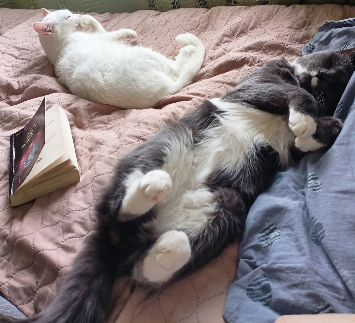 Шурик со Снежком.