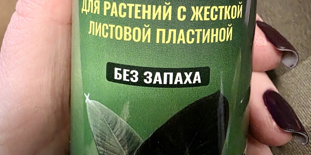 Спреи‑блески для растений: почему они вредны для сансевиерии и чем их заменить