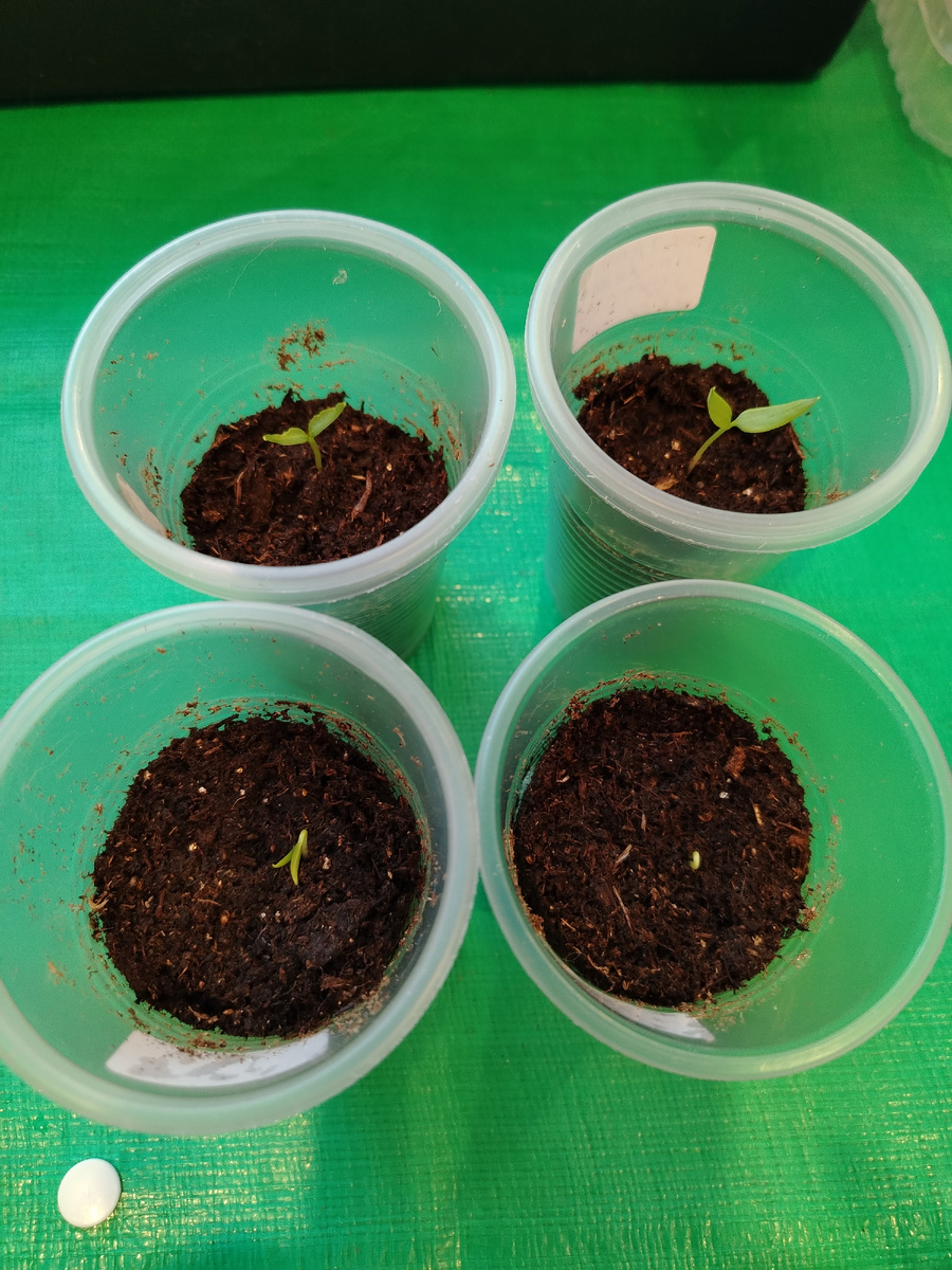 Болгарский перец от момента всходов до СЕМЯДОЛЬНЫХ листиков. 👌 /фото автора