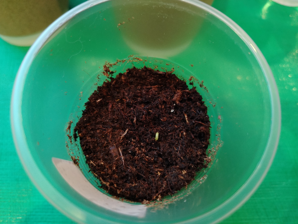 Всходы перца/фото автора 