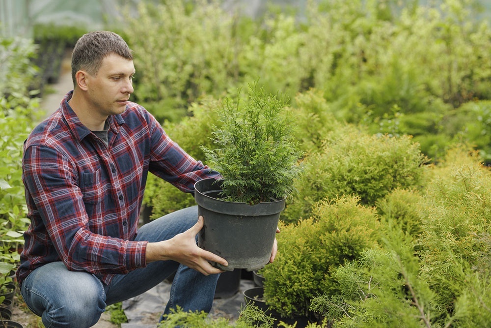    Туя - вечнозеленое украшение сада: хороша и в одиночку, и в групповых посадках круглый год. / Фото: iStock