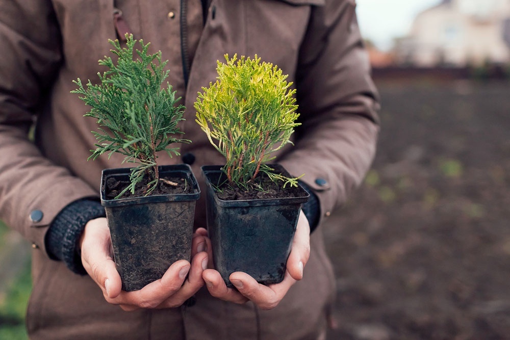    В отличие от сосны или ели, у туи не иголки, а плоские чешуйчатые листья, собранные в пластинки. / Фото: iStock