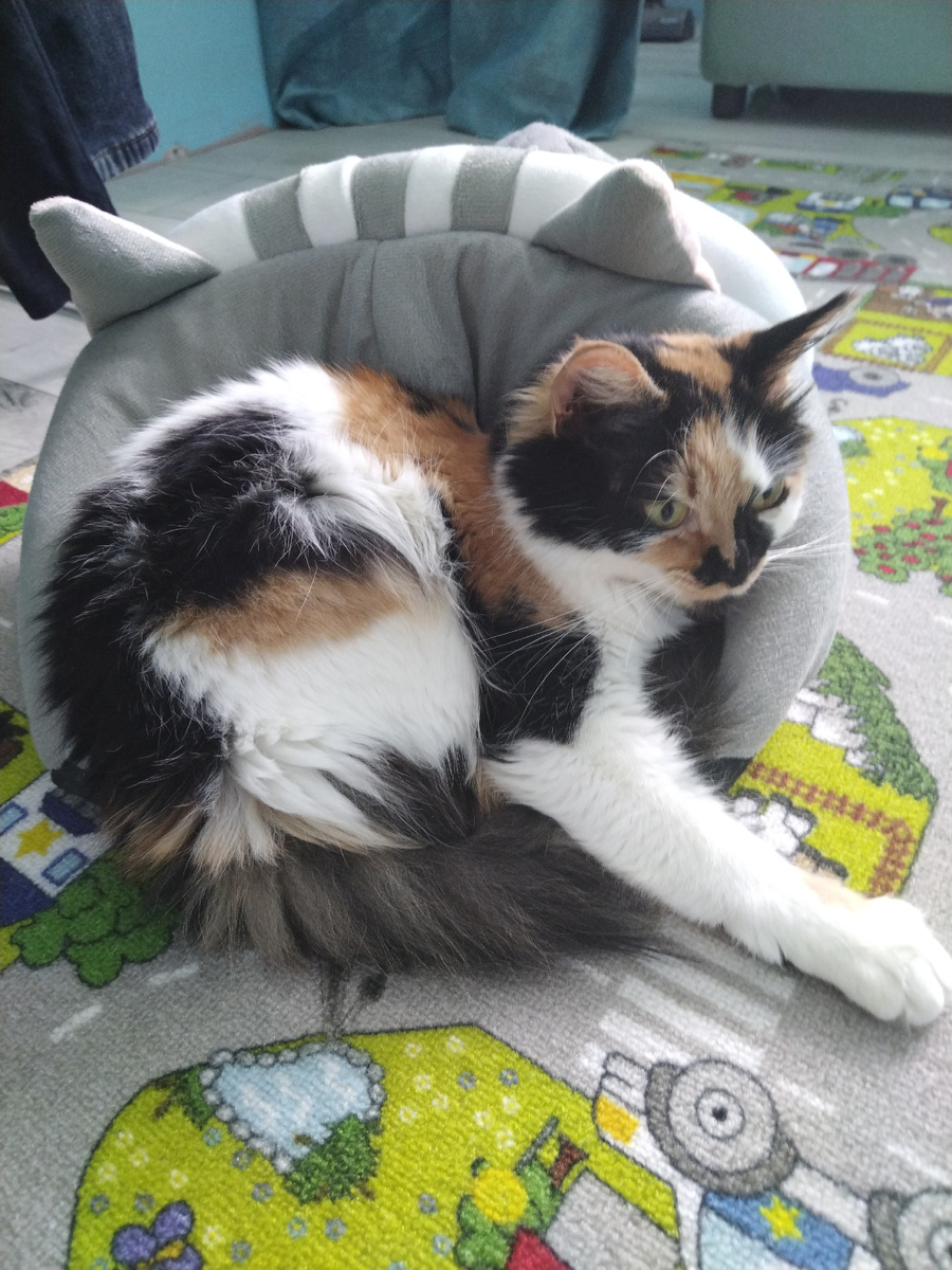 На домике то удобнее, чем в нем 😸