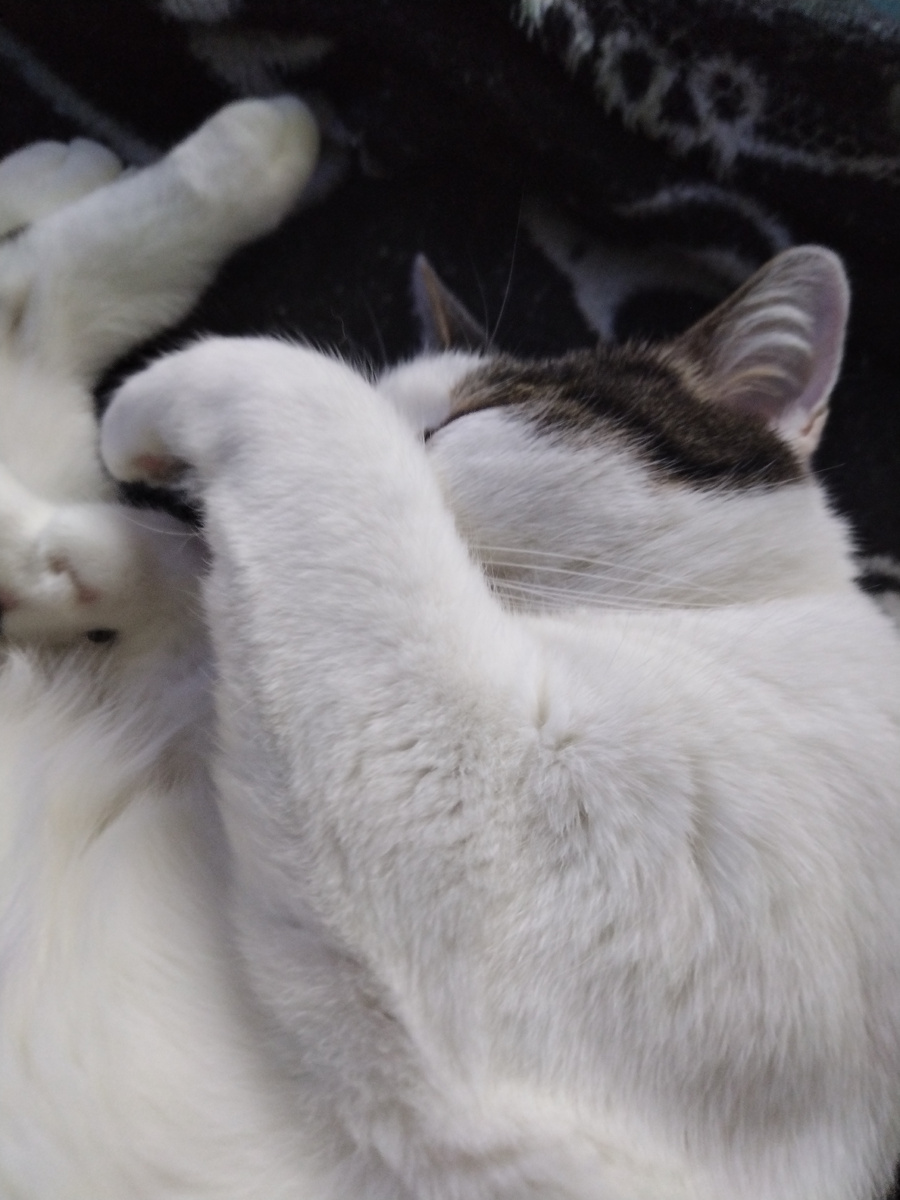 Порой тоже хочется так лечь, закрыться ото всех и рыдать 🥲 😅