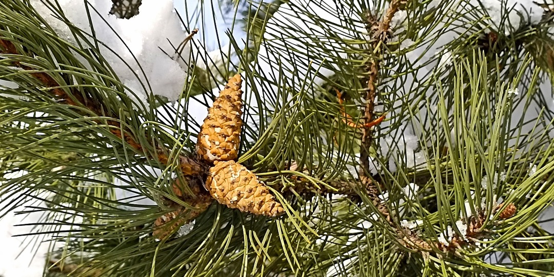 Весна - как пережили зиму интродуценты Куршской косы