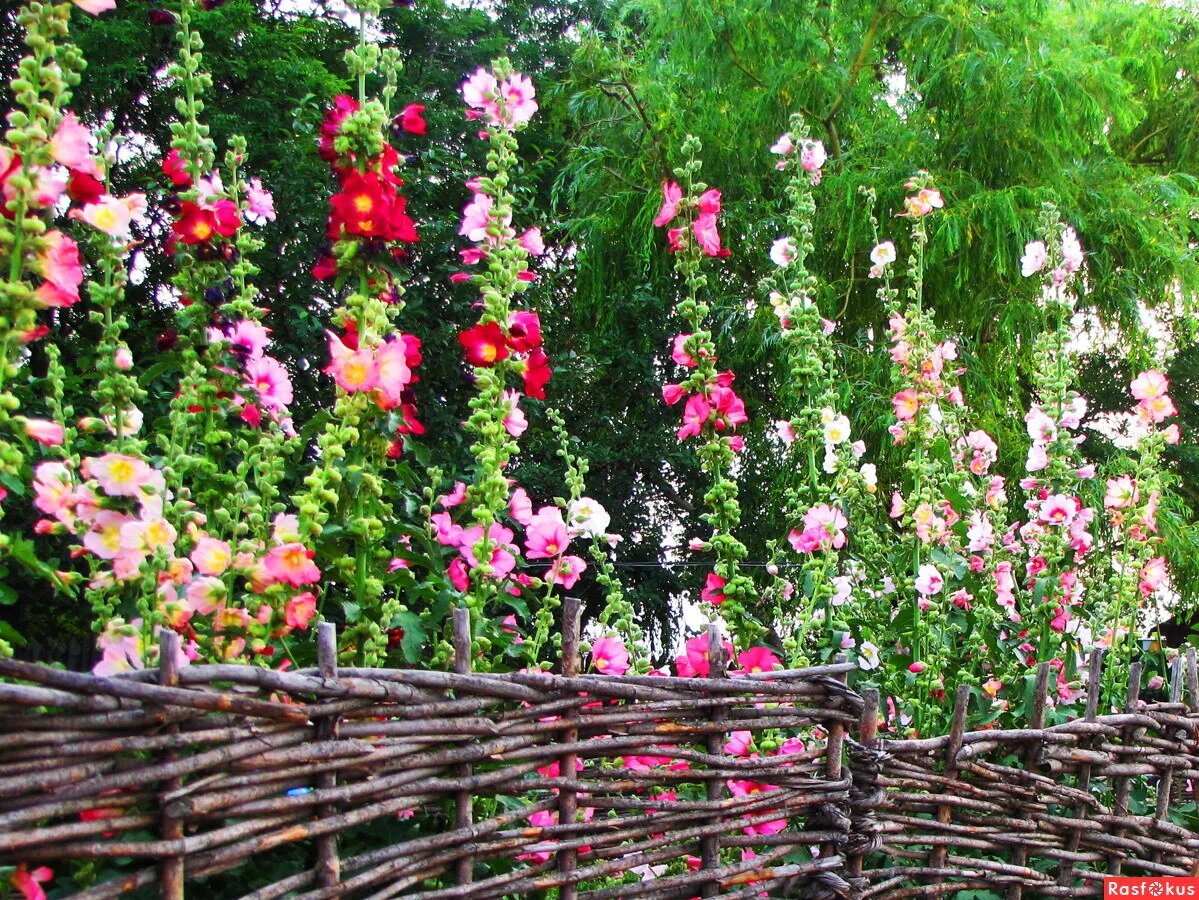 фото rasfokus.ru