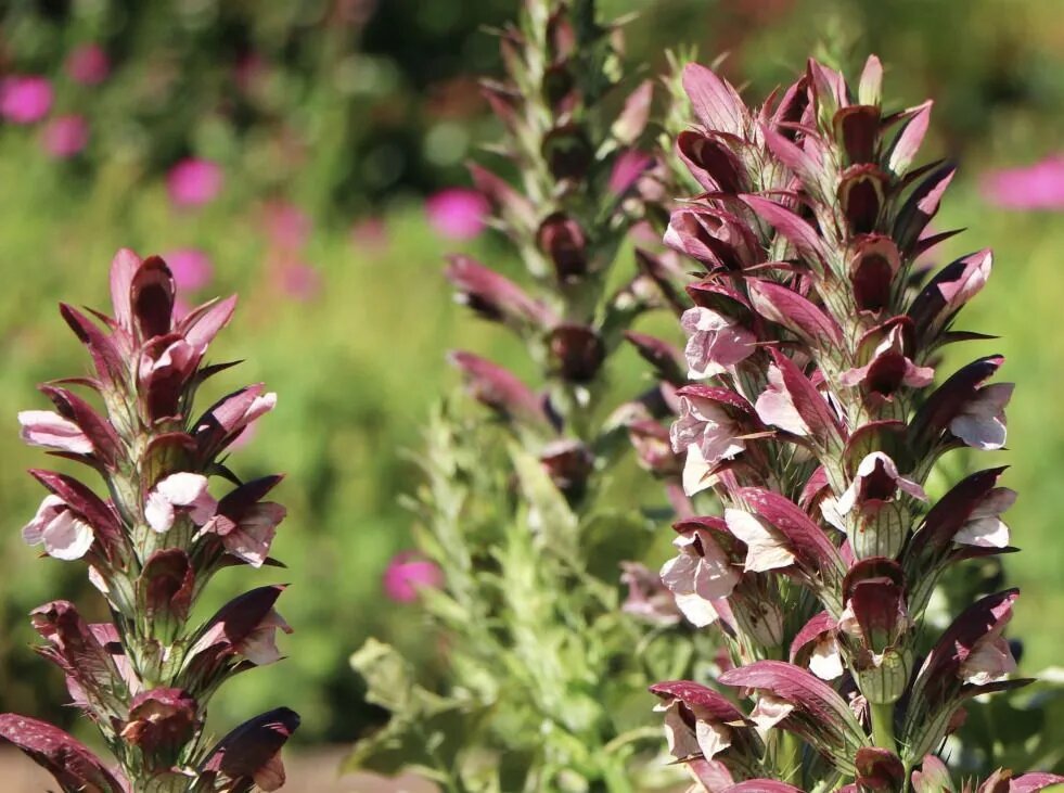 Акантус Mornings Candle Trademark 1 шт. луковицы, клубни, корни цветов, поставщик САД-ГРАД,