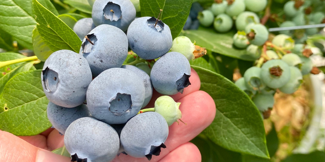 Для чего голубике цинк весной? Три причины, о которых молчат этикетки