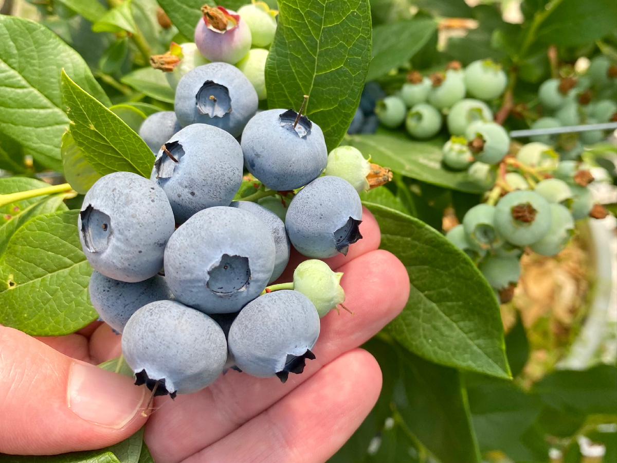 Цинк для голубики.