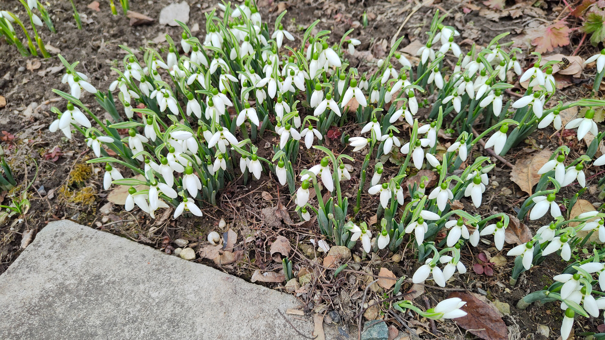 16.02.2026 г. Подснежник Элвиса уже цветет.