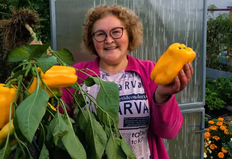 Перцы от посева до пикировки: сроки, тонкости ухода, чтобы рассада была крепкая и жирненькая