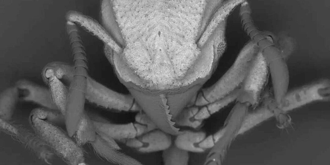 Муравьи научились превращать парниковый газ в «каменную броню»