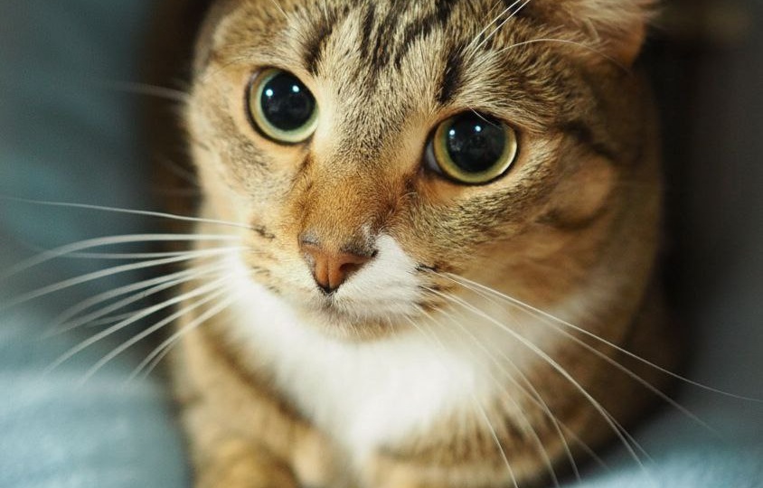 Кот ЧЕСТЕР ищет дом🏡