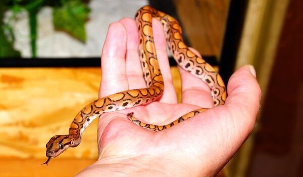 Сегодня вы узнаете, что знаменитое семейство ложноногих скрывает настоящих мини-рекордсменов.