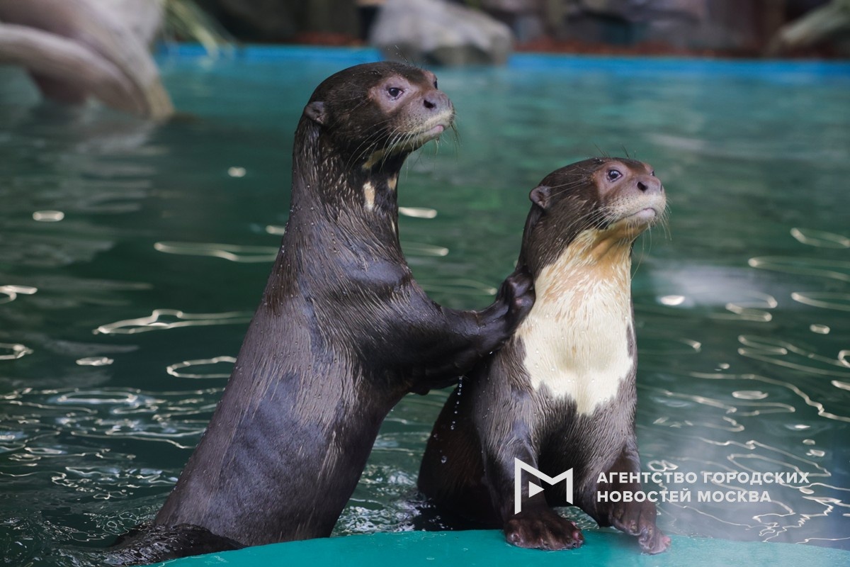 Фотограф: Дмитрий Белицкий