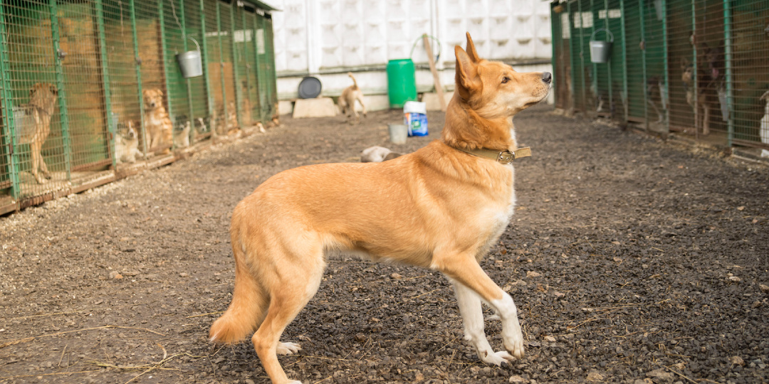 Семь лет никто не приходит к этой очень красивой собаке, кроме волонтера