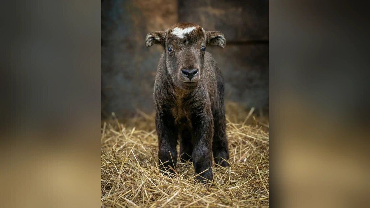    Фото t.me/rostov_zoo_official