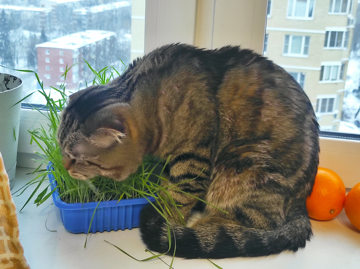 Витамины – наше всё!