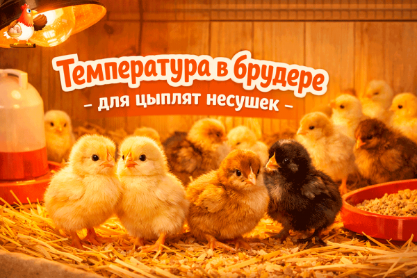 Температура в брудере по дням для цыплят несушек 🐥🌡️ таблица, лайфхаки и как не устроить «сауну» или «Антарктиду»