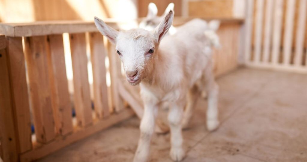 Топ-10 самых маленьких коз в мире: рейтинг карликовых пород для домашнего содержания