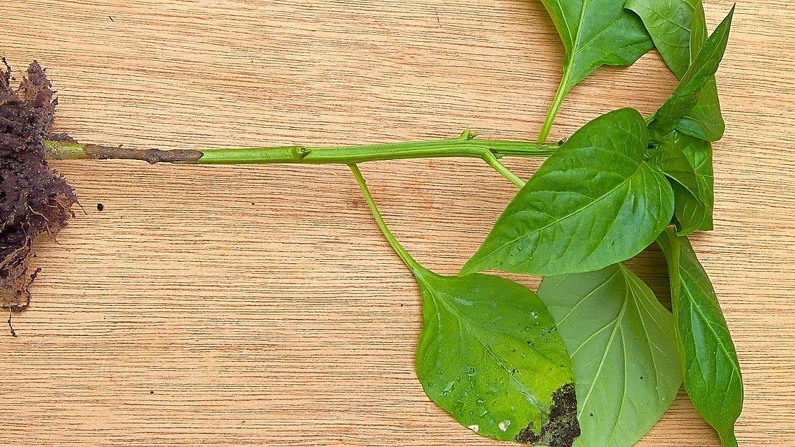 Черная ножка у рассады перца: как предотвратить гибель растений простыми средствами из аптечки и огорода