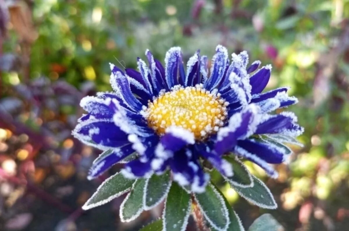    Снег и холод еще вернутся в Краснодарский край в начале марта