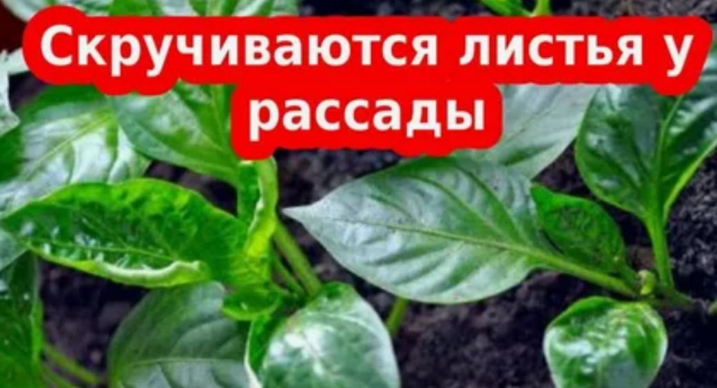 Листья скручиваются в «лодочку»: что это сигналит о переувлажнении и как настроить полив перца в марте без гаджетов