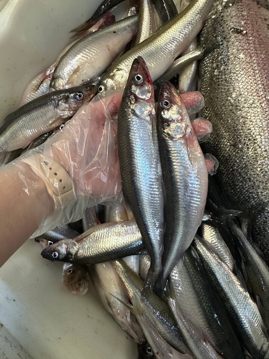 Первое фото корюшка. Второе ряпушка. Первая 1450. Вторая 350 за кг