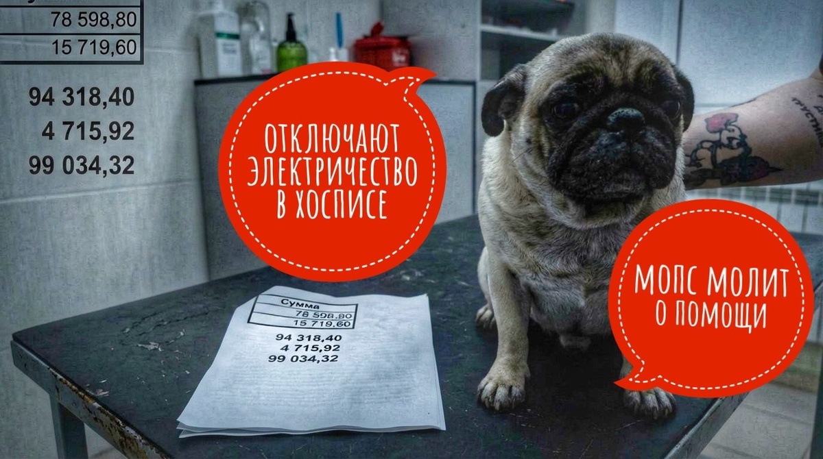Слёзы Мопса и отключение электроэнергии в хосписе! Помогите!